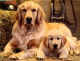 /album/goldik-d/animals-golden-retrievers-family-portrait-jpg/