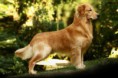 /album/goldik-d/golden-retriever-1-jpg/